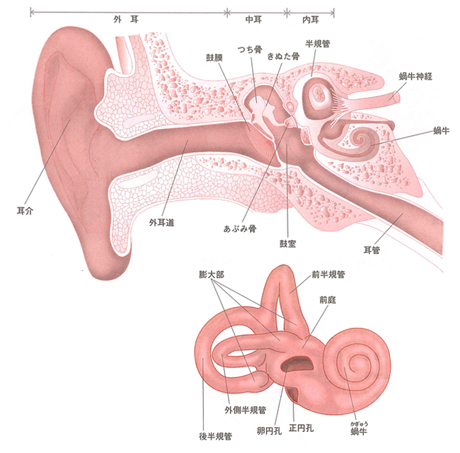 耳の構造