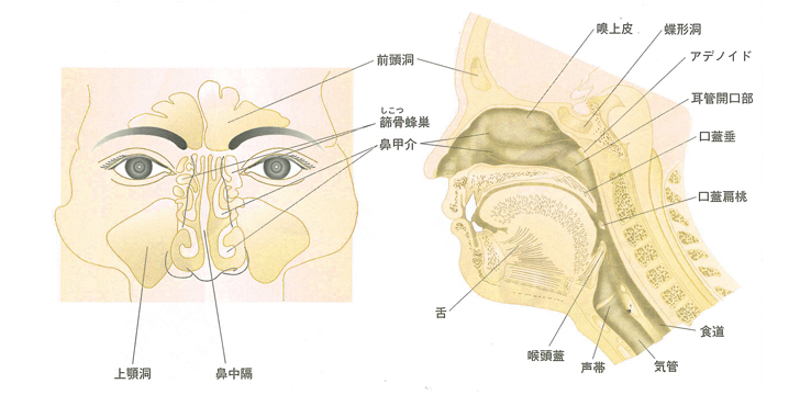 鼻・喉の内部について