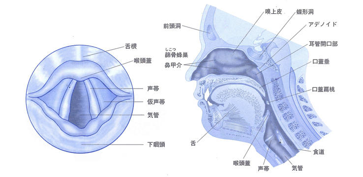 喉の内部について